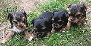 AKC REG. YORKSHIRE TERRIER PUPPIES