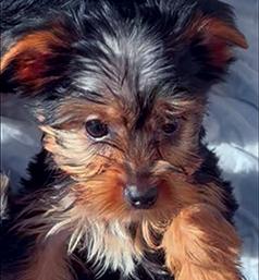 YORKIE TERRIER PUPPIES