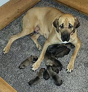 GLADIATOR MASTIFF PUPPIES