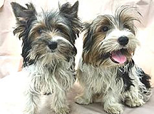 BIEWER TERRIER PUPPIES