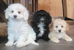 FIVE ADORABLE MALTIPOO PUPPIES
