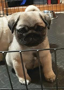 AKC REG. FAWN PUG PUPPIES