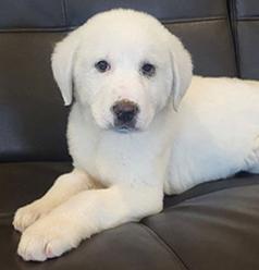 AKBASH PYRENEES PUPPIES