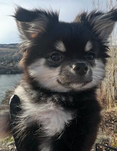 LONG HAIRED CHIHUAHUA PUPPY