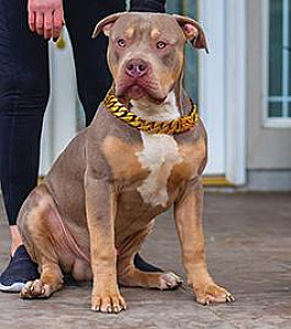 AMERICAN BULLY PUPPY 