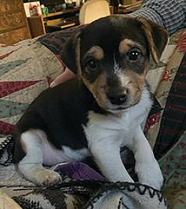 JACK RUSSELL MALE PUPPY