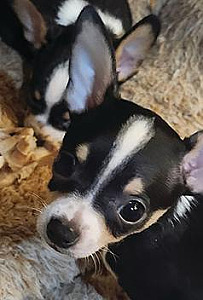 POCKET SIZED PUPPIES 