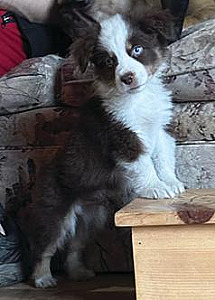 MINIATURE AMERICAN SHEPARD