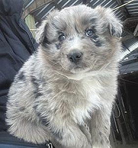 BORDER COLLIE/ AUSTRALIAN SHEPHERD PUPPIES 