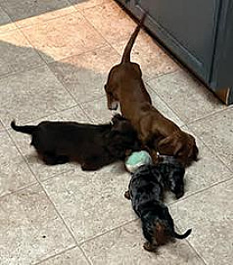 MINIATURE DACHSHUND PUPPIES