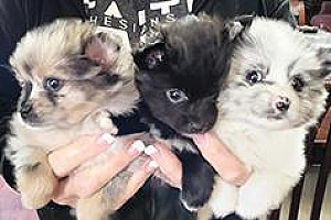 PUREBRED POMERANIAN PUPPIES