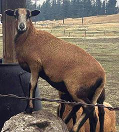 AMERICAN BARBADOS BLACK BELLY SHEEP