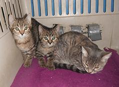 SIX ADORABLE CHRISTMAS KITTENS