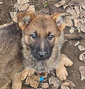AKC REG. WORKING LINE GERMAN SHEPHERD