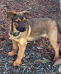 READY FOR FUREVER HOMES!