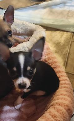 POCKET SIZED PUPPIES 