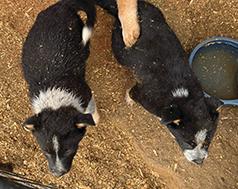 BORDER COLLIE HEELER PUPPIES 
