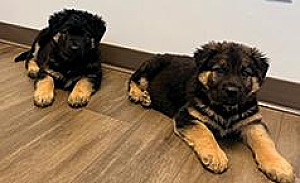 GERMAN SHEPHERD PUPPIES 