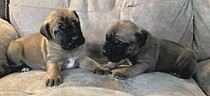 GLADIATOR MASTIFF PUPPIES