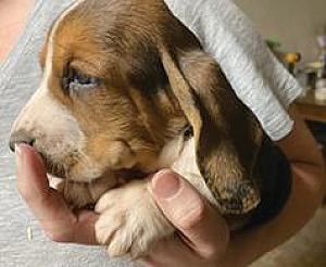 BASSET PUPPIES