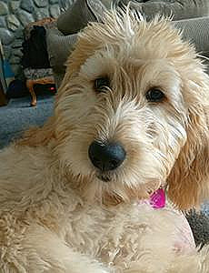 NEW YEAR, NEW PUPPY!