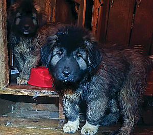 CAUCASIAN SHEPHERDS 