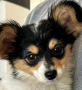 AKC PAPILLION MALE PUPPY