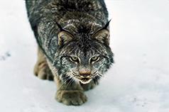 TRAPPER BUYING BOBCATS & MARTENS