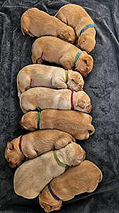 FOX RED & YELLOW AKC LABRADORS