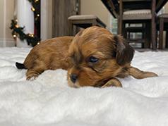 NEW YEAR DORKIE PUPPY