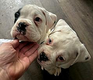 AKC BOXER PUPPIES