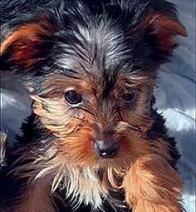 YORKIE TERRIER PUPPIES