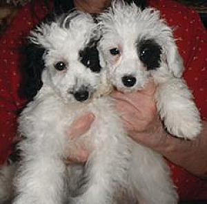 TWO TERRI-POO PUPPIES LEFT