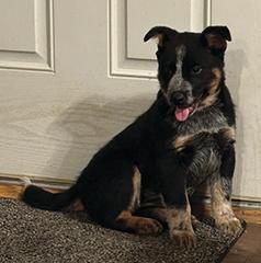 BORDER COLLIE HEELER PUPPY