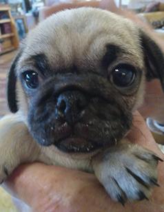 SALE! HALF PRICE FOR QUALITY PURE BRED PUPS 