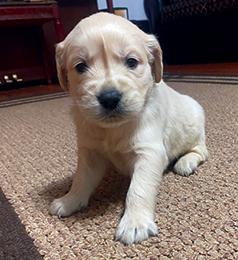 AKC GOLDEN RETRIEVER PUPPIES