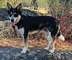 RANGER IS A YEAR OLD AUSTRALIAN HEELER MIX
