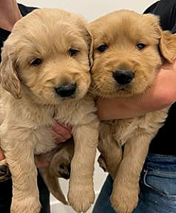 PUREBRED GOLDEN RETRIVERS