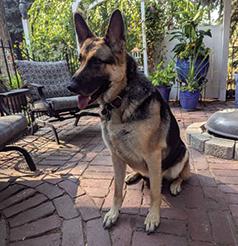 MALE GERMAN SHEPHERD