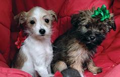YORKIE-CAIRN TERRIER PUPPIES 