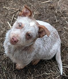 BEAUTIFUL CHOCOLATE HEELER MALE PUPPY