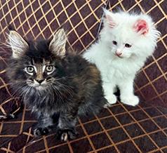 TICA REGISTERED MAINE COON KITTENS
