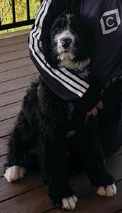 SIX MONTH OLD MALE BERNADOODLE