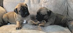 GLADIATOR MASTIFF PUPPIES