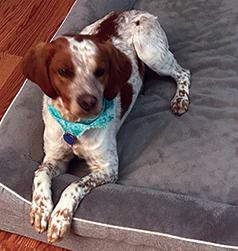 REHOMING 18 MONTH OLD BRITTANY SPANIEL