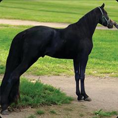 BLACK 16.1H TWHBEA STALLION