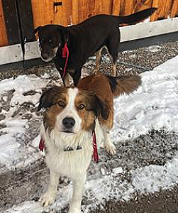 TWO YEAR OLD AUSTRALIAN SHEPHERD 