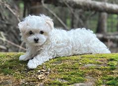 PURE WHITE MALTESE PUPPIES