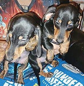 LONG & SMOOTH HAIR DACHSHUND PUPPIES