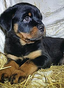 AKC ROTTWILLER PUPPIES